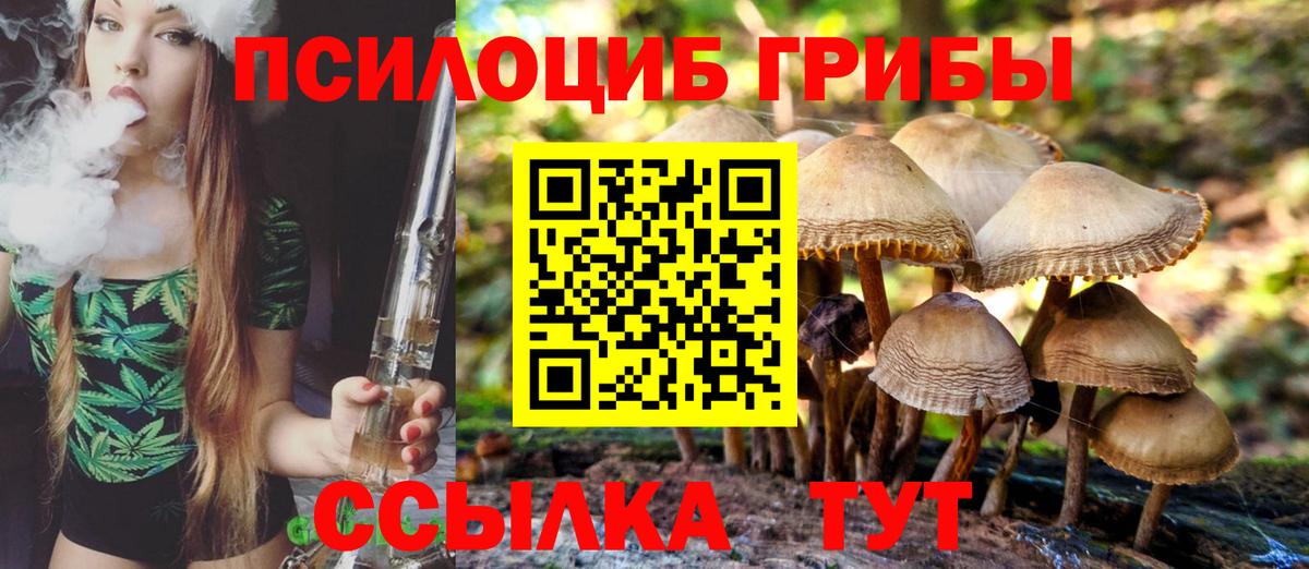 Псилоцибиновые грибы Psilocybe Дедовск